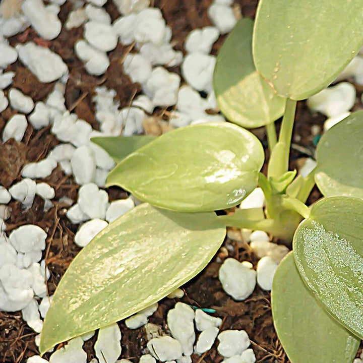 Paradise Perlite for Hydroponics &amp; Horticulture Terrace Gardening Soil Conditioner (250 GM) - TezCart